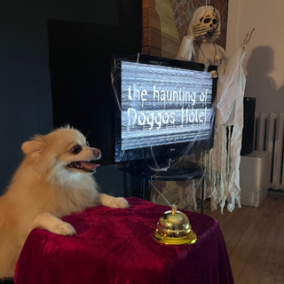 Walnut the Pomeranian posing as a bellhop on a red velvet table with a gold bell. Behind him is a TV screen with lines and the title "The Haunting of Doggos Hotel" with a skeleton prop in the back