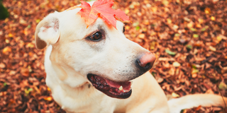 6 Dog Friendly Fall Activities in Ontario