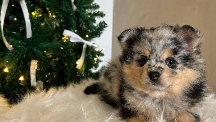 Dog with star backdrop