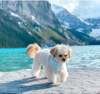 dog friendly trips canada