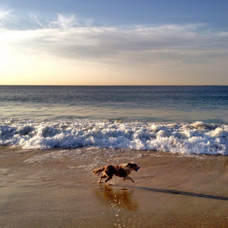 Top 7 Dog Friendly Beaches in Ontario