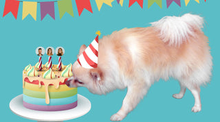 Walnut the Pomerian sniffing a birthday cake for our birthday