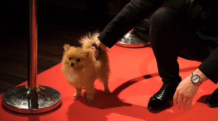Dog walking down the red carpet
