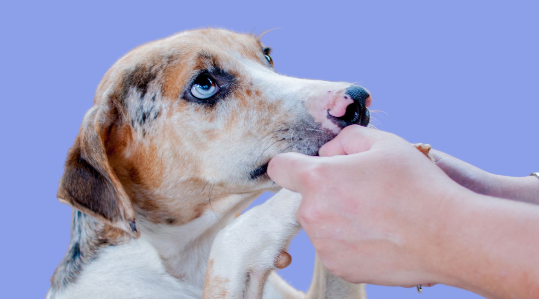 Save Our Scruff Dog Rescue Toronto Canada