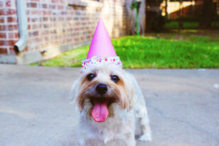 celebrate your dogs birthday doggos
