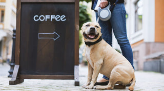 Chalkboard sign with coffee and arrow pointing right. Beside the board is a dog on a leash sitting by the sign.