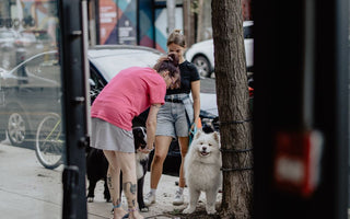 Two women petting a Samoyed. Image is taken from inside a city building in Toronto.