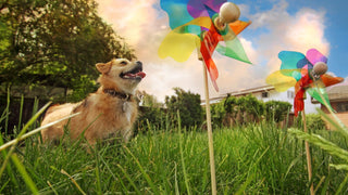 Dog in the backyard with two rainbow plastic wind spinners.