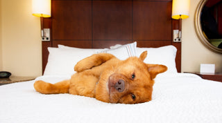 Dog sleeping on its side on a hotel bed