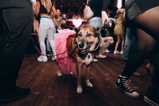 Dog wearing a pink tutu on a leash while attending the Doggos After Dark spring dog-friendly clubbing event in Toronto last spring. 