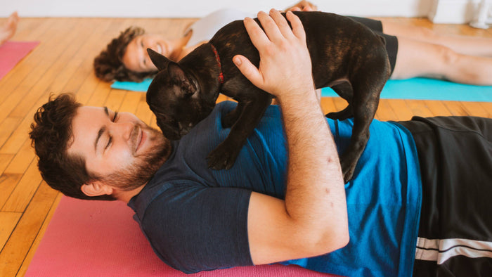 A man in a blue shirt and black shorts with white stripes on the side is laying down on a pink yoga mat. He is supporting a French Bulldog puppy who is standing on top of his chest with his two hands while smiling. In the background is a woman smiling.