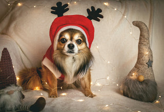 holiday gifts for dogs doggos