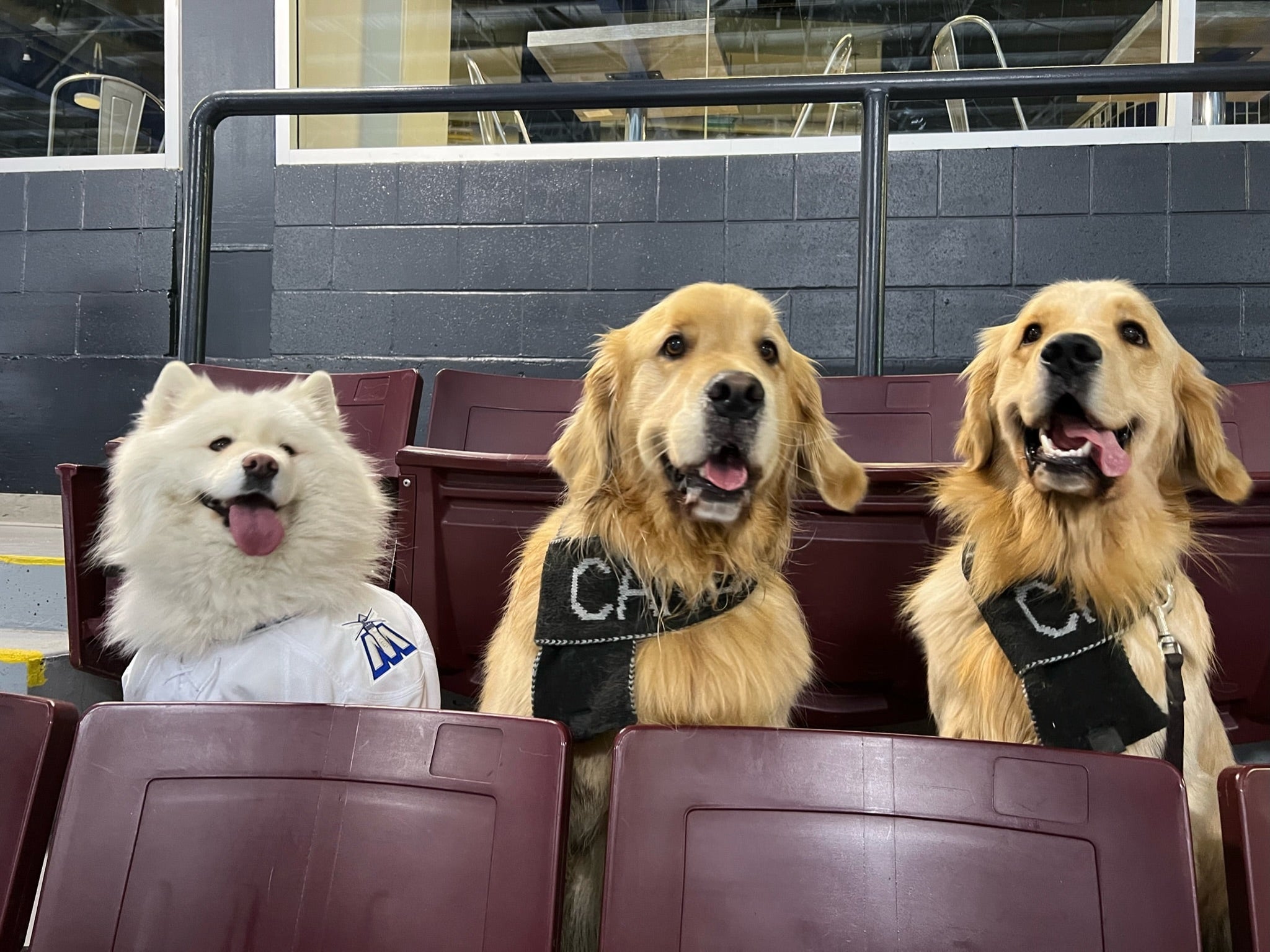 Three dogs sitting in hockey arena seats getting ready to watch the Pucks N' Paws game - an annual Ontario Hockey League dog-friendly hockey game night. 