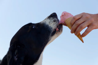 Dog licking a strawberry flavored ice cream held by a human hand.