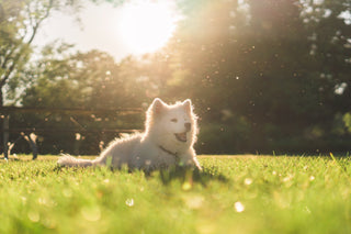 White dog laying on grass with the sun in the background
