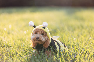 DIY Halloween Costumes for Dogs Doggos