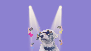 Dog wearing star sunglasses with self camera icons and spotlight on it - Featured Image for Pet Influencers Blog Post