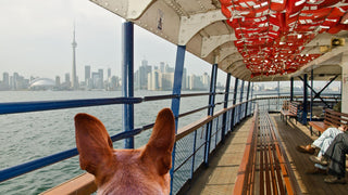 Image of the Toronto Skyline taken inside the top deck of the Toronto Island Ferry. The ferry's interiors are shown in 3/4 of the picture.