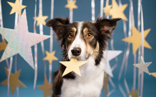 Dog with star backdrop