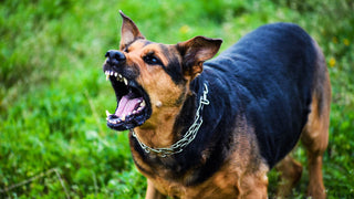 Angry German Shepherd with a metal prong collar in mid-bark