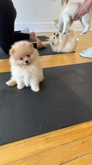 Puppy Yoga & Bubbly | Montréal