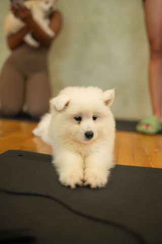 Puppy Yoga & Bubbly | Toronto Sun