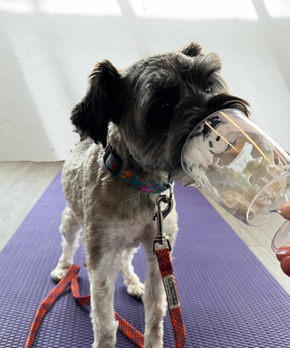 Doggos Yoga (Dog-friendly) | The Well Pop-Up