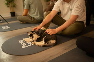 Wellness Puppy Yoga | Ottawa