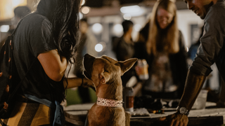 Co-workers at a Puppysphere corporate social gathering with dogs.