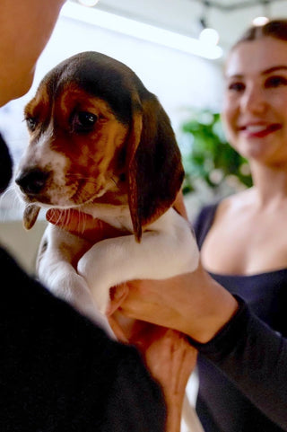 Business woman handing over a puppy to a business man.